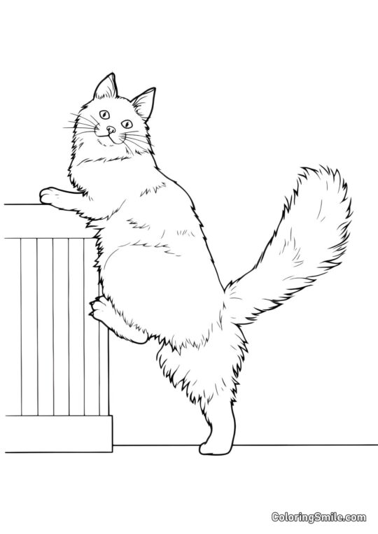 Chat Grimpant sur un Placard - Page de Coloriage