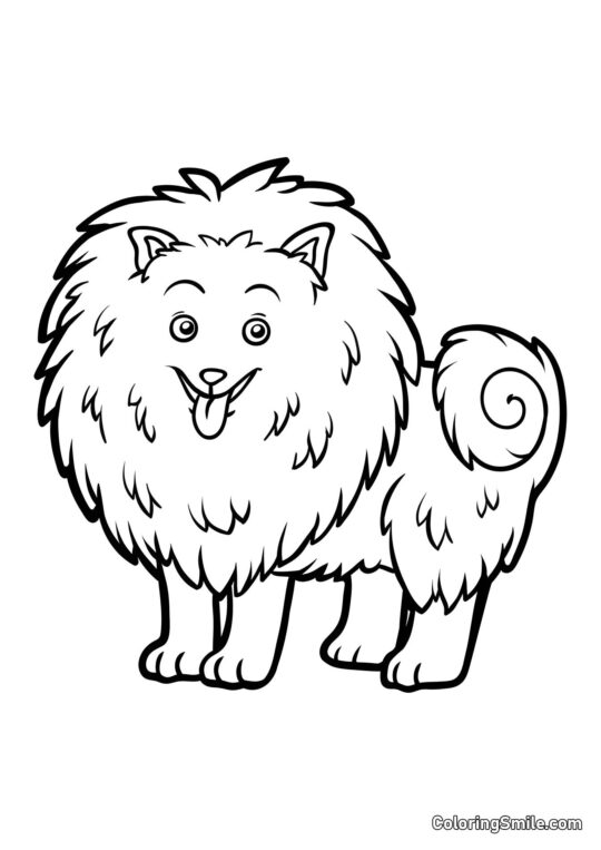 Pomeranian - Page de Coloriage
