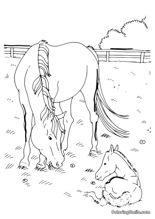 Cheval avec son bébé - Page de Coloriage